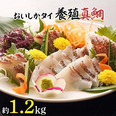 ふるさと納税 松浦市 鷹島のおいしかタイ(1.2kg)