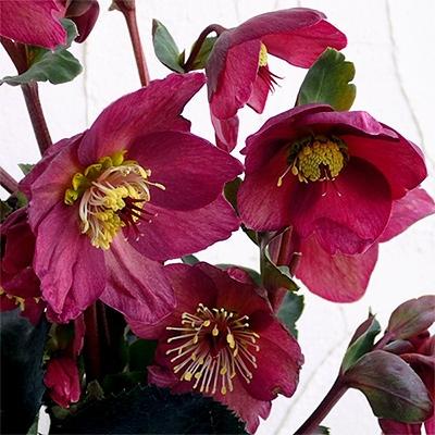 ふるさと納税 藤枝市 クリスマスローズ　氷の薔薇　レッド 4.5号 | 