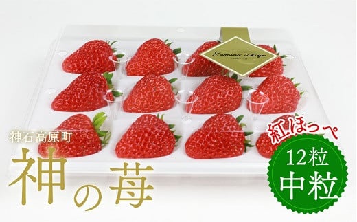 神石高原産「神の苺」（中粒）　※令和8年1月から4月発送予定