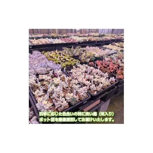 多肉植物ポット苗の錦（斑入り）10個セット [1227]