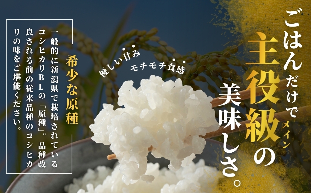 モチモチ食感と優しい甘み！ご飯だけで主役級の美味しさの希少原種コシヒカリ