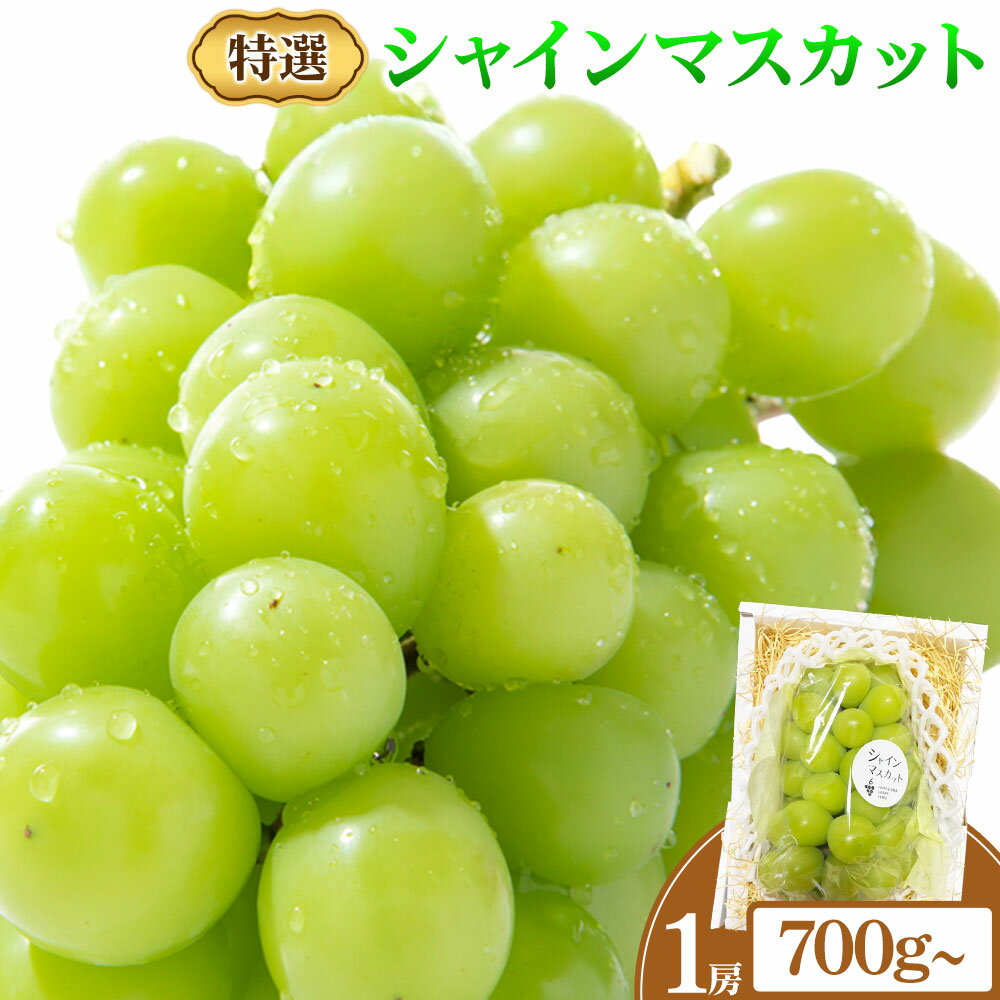 【ふるさと納税】特選 シャインマスカット 1房 700g~ ぶどう マスカット フルーツ 果物 岡山県産 中嶋ぶどう園 ブドウ シャイン《9月上旬-10月下旬頃出荷》岡山県 矢掛町 送料無料 お取り寄せフルーツ