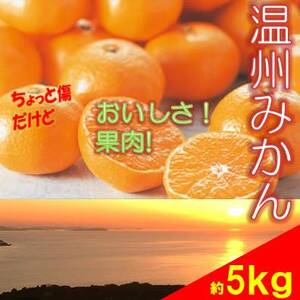 訳あり 温州みかん 5kg ご家庭用 人気 数量限定 先行予約 愛媛 みかん 柑橘 【2024年11月以降順次発送】｜B149