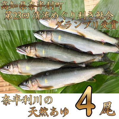 107001 奈半利川の友釣り天然アユ（冷凍） ４尾 利き鮎グランプリ受賞 釣り 鮎 あゆ 奈半利川 アウトドア 清流めぐり利き鮎会 SPグランプリ受賞 /高知県 奈半利町