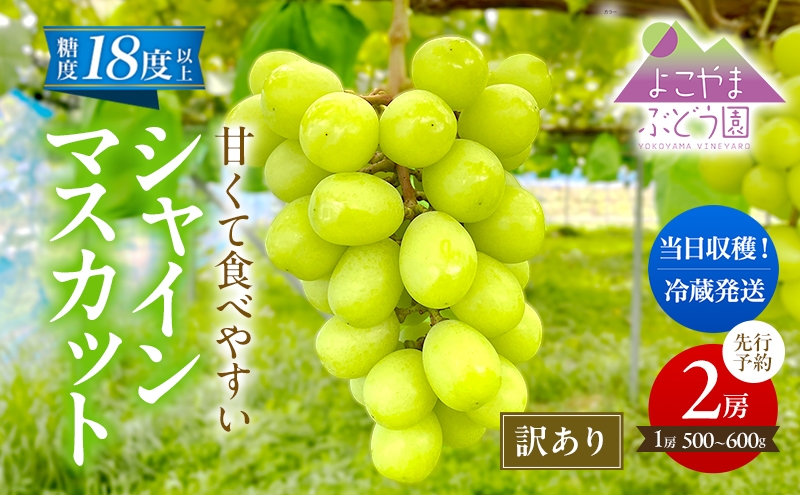 
                  【先行予約】 [訳あり] シャインマスカット 2房 計1kg～1.2kg（1房 500～600g）＜出荷時期：2026年10月上旬～10月中旬ごろ＞【数量限定 期間限定 果物 果物類 フルーツ ぶどう ブドウ 葡萄 マスカット 秋田 にかほ】
                