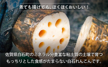 先行予約 2027年1月～発送 【3回定期便】 れんこん 2kg×3回（計6kg） / れんこん [IAW005]