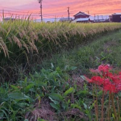 ふるさと納税 羽島市 【毎月定期便】岐阜県産ハツシモ　10kg(精米5kg×2袋)全12回 |  | 03