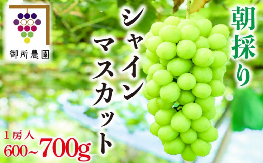 シャインマスカット 1房 600～700g ＜出荷時期：2026年8月下旬～2026年9月下旬頃＞フルーツ ぶどう 葡萄 【内祝い 内祝 お祝い 御祝い 御祝 お礼 御礼 プレゼント ギフト 贈り物 御所農園 徳島県 阿波市 】