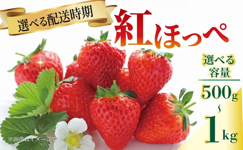 
                  【先行予約】 いちご 紅ほっぺ 苺 約 500g 1kg 【選べる配送月】 果物 フルーツ くだもの イチゴ 香川県 丸亀市 発送期間：2月～5月
                