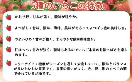 農場長厳選の美味しいいちご 800g【200g×4パック 苺 詰め合わせ 島根県 安来市産】