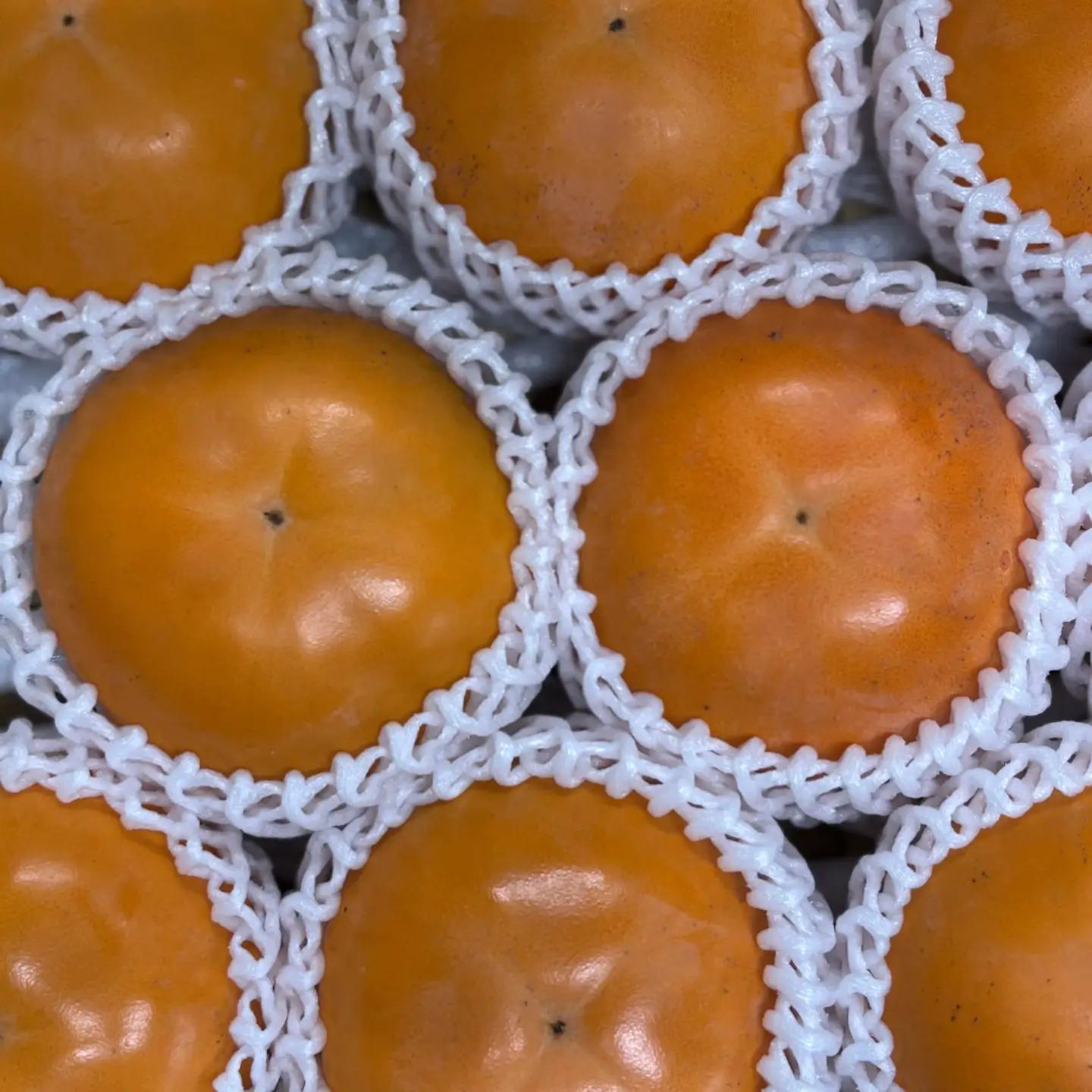 Y1062 輝太郎（赤秀）3kg