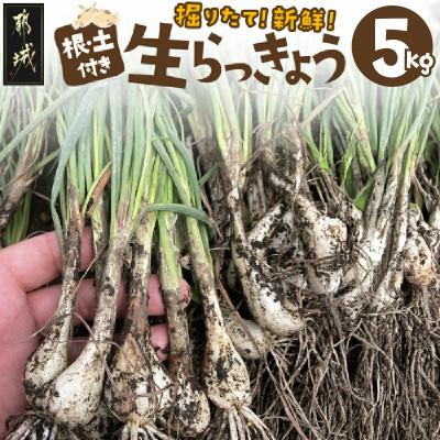 ふるさと納税 都城市 【先行受付】2026年5月下旬以降発送 宮崎県都城市産 土付きらっきょう 5kg
