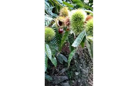 【先行予約】高級生栗 まるっこ栗  約1kg ＜2025年10月中旬～発送＞ 【仁淀川流域夢甘栗生産者組合 くり蔵】 夢甘栗 秀品 生栗 生 くり 栗 果物 クリ 秋 和栗　栗ご飯 季節限定[ATDR