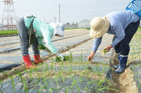 みずみずしく辛味の少ない「へきなんサラダたまねぎ」10kg　H017-078