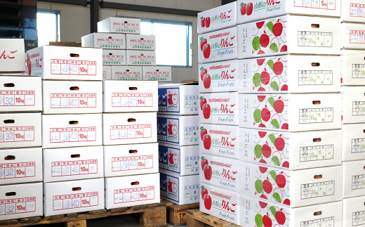 【令和6年産先行予約】 りんご 「サンふじ」 約10kg (24～46玉