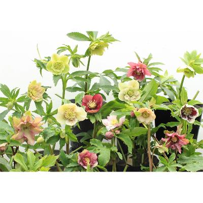 ふるさと納税 府中市 クリスマスローズのパイオニア　クリスマスローズ開花予定株お任せ9株ガーデンセット |  | 01