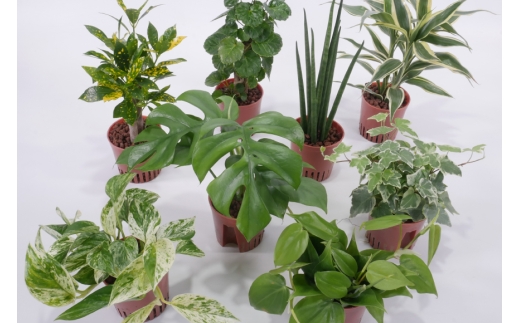 観葉植物 ハイミニロッチャ 3個 セット [三浦園芸 愛知県 岡崎市 ok23bzw830011] インテリア 水耕栽培 ミニ 植物 ハイドロコーン 発砲煉石 陶器 管理方法 緑のある暮らし 育てやすい 初心者 手軽