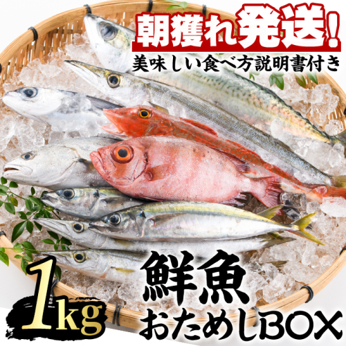 【0103213a】朝獲れ発送！鮮魚問屋が厳選した『鮮魚おためしBOX』(約1kg程度) 魚 魚介類 鮮魚 海鮮 詰め合わせ セット 刺身 天ぷら 煮つけ 塩焼き 鮮魚BOX 【江川商店】
