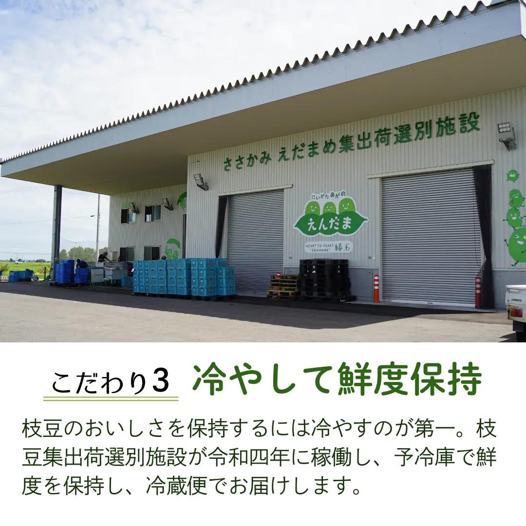 【採れたて直送】 朝採り えだまめ 「えんだま」 2kg (250g×8袋)  新潟県産 阿賀野市産 即冷蔵 新鮮 枝豆 つまみ 期間限定  2P03014