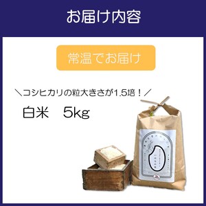 「いのちの壱」白米 5kg【106D-001】