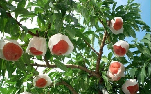 
                  08-07-011　もも(だて白桃)3kg
                