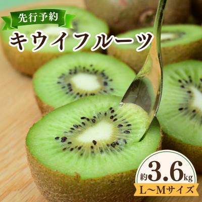 ふるさと納税 上島町 愛媛県産キウイフルーツ  3.6kg