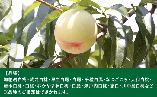 岡山白桃 （ 中世 ） 7玉 （ 1玉260g以上 ） 果汁 糖度 果肉 有袋栽培 くだもの 果物 果実 白桃 もも モモ 桃 国産 岡山県産 フルーツ 【 2026年7月上旬～8月下旬発送予定 】