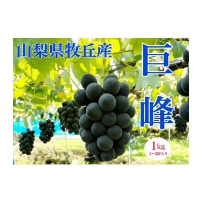 山梨県産種なし巨峰　1kg(2～3房)【配送不可地域：離島・沖縄県】