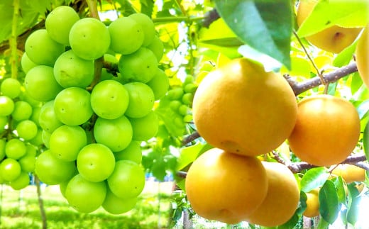 【先行予約】益田のおいしい果物  定期便(3回コース)【先行予約 シャインマスカット 2kg 赤梨 5kg アールスメロン 3~5玉 定期便 3回 お楽しみ マスカット 大粒 種なし 皮ごと梨 豊水梨 新興梨 新高梨 メロン 高級 高糖度 ギフト 贈答 贈り物 お歳暮 果物 くだもの フルーツ】