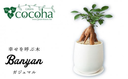 幸せを呼ぶ木『 ガジュマル 』  糸島市  / cocoha [AWB022] 観葉植物 インテリア グリーン 室内 がじゅまる 観葉植物 小さい 鉢 おしゃれ  グリーン 植物 室内