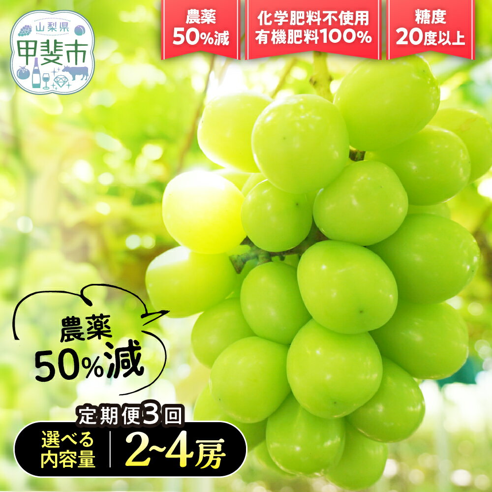 【ふるさと納税】 【先行予約】定期便　樹上完熟シャインマスカット（特別栽培）選べる容量2～4房（1.2kg～2.4kg）3回　BM-P-15