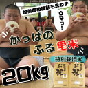 【ふるさと納税】【特別栽培米】かっぱのふる里米(ひとめぼれ)精米20kg【配送不可地域：離島・沖縄県】【1357822】