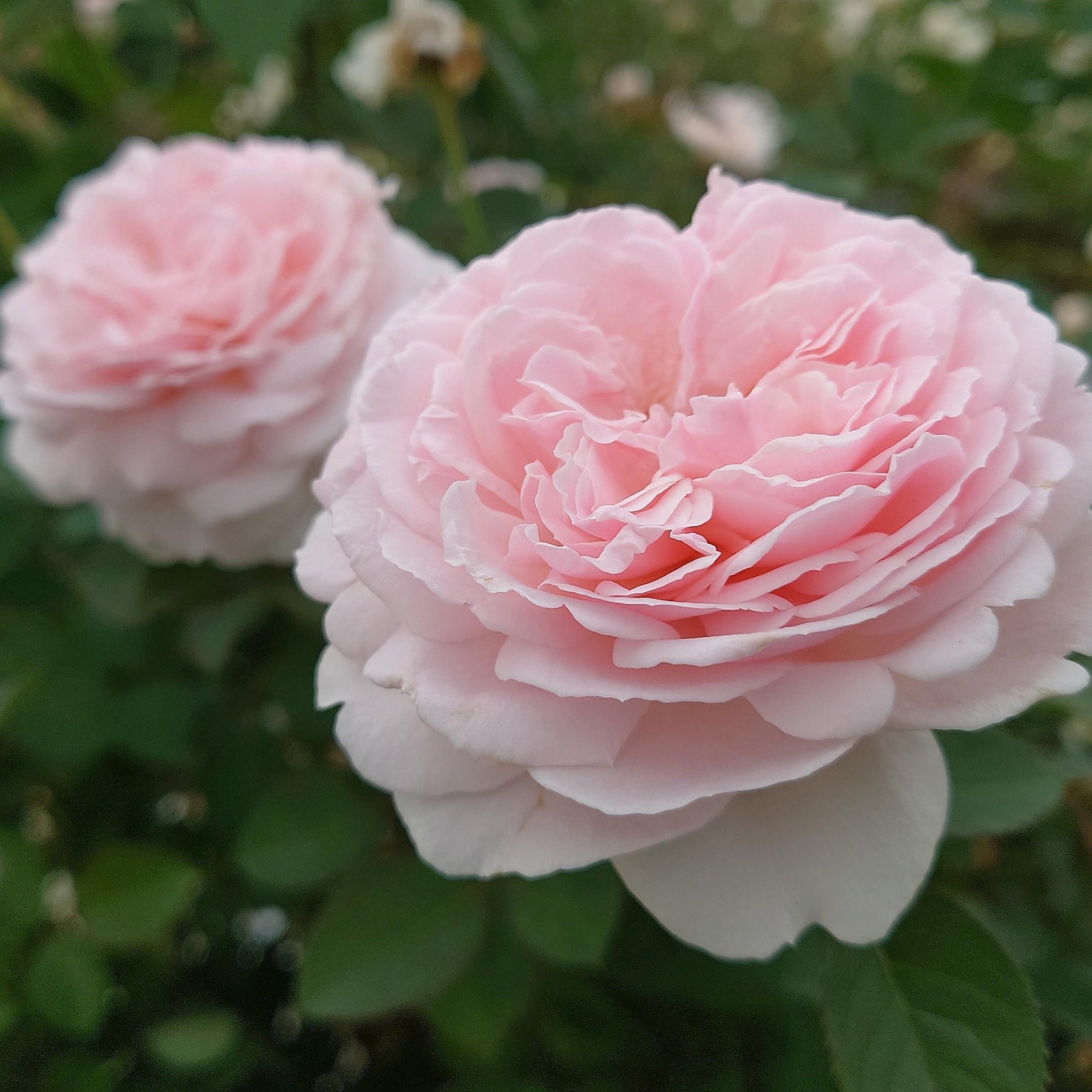 【ふるさと納税】【Apple Roses】バラ苗 『いのり』 大苗6号ポット植え　お届け：2025年12月上旬〜2026年6月下旬まで HNNH048