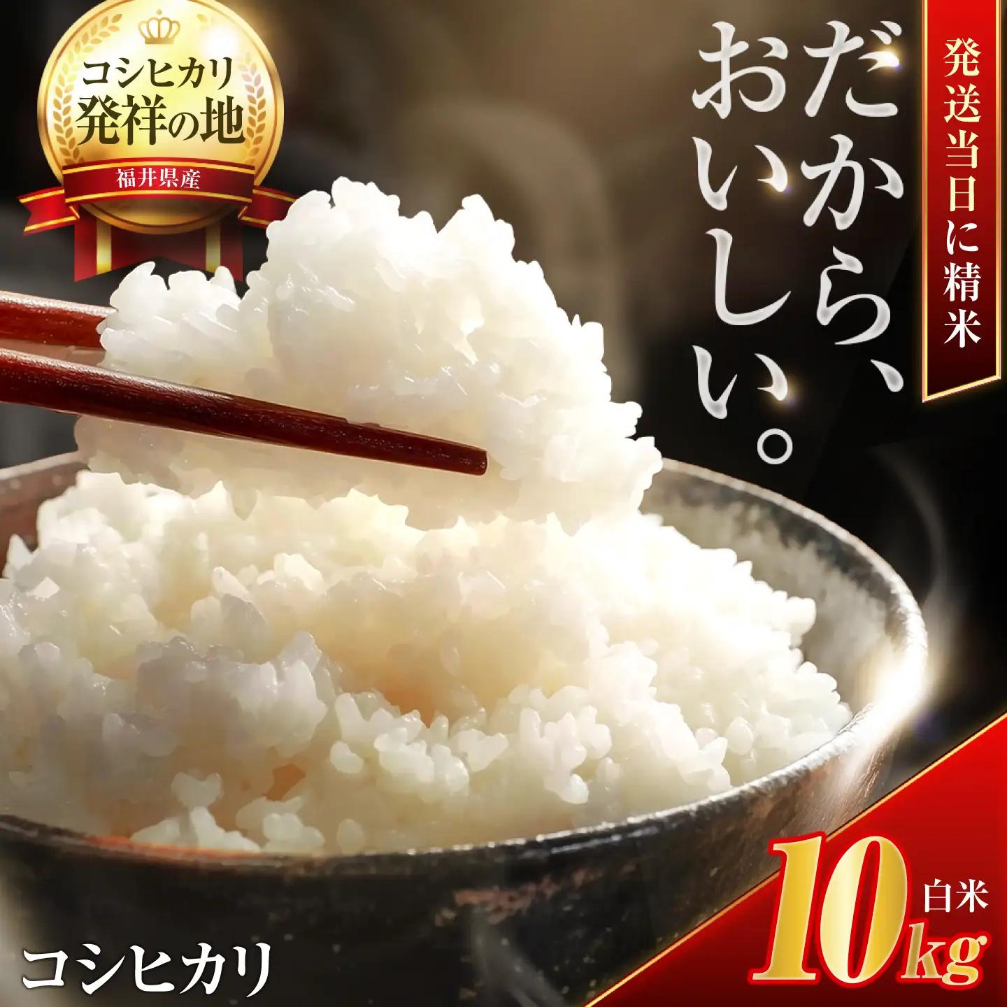 お米 コシヒカリ 精米 10kg 小浜市産 こしひかり  白米 ごはん こめ [BFEK001]
