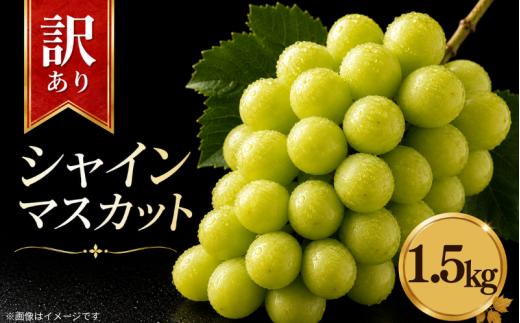 【 先行予約 】 訳あり シャインマスカット 約1.5kg ＜出荷時期：2026年8月上旬～9月下旬頃＞ ぶどう 葡萄 マスカット フルーツ 果物 ゼリー ジュース アイス デザート スイーツ ケーキ グルメ 人気 おすすめ 甘い 送料無料 三木ぶどう園 徳島県 阿波市