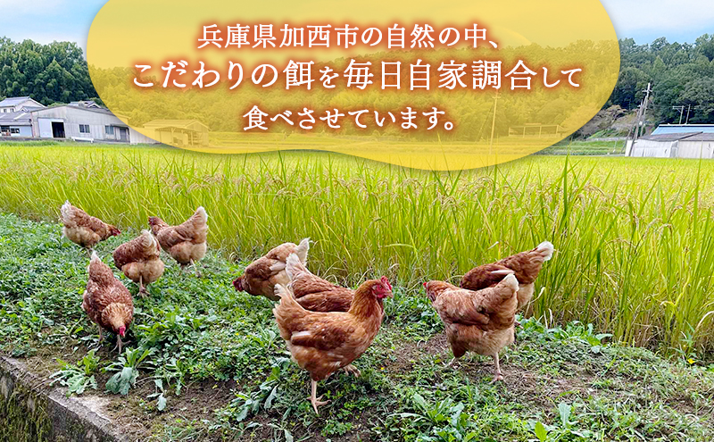 卵 こだわり餌の平飼い鶏の卵 20個(10個×2)パック(有精・無