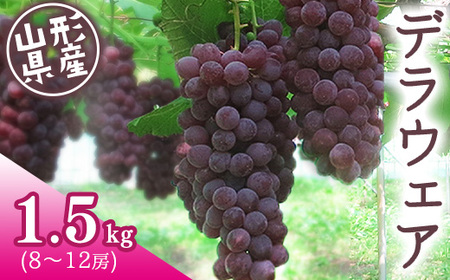 令和8年産 あまーいJAの種無しぶどう「デラウェア」1.5kg （8 - 12房） 山形県産 【2026年7月下旬頃から8月中旬頃発送予定】 ※配送不可 沖縄・離島　012-B-JA016