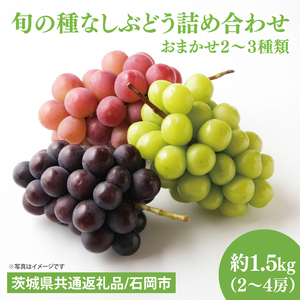 旬の種なしぶどう詰め合わせ　1.5kg（２～４房）【茨城県共通返礼品/石岡市】（MF-1）