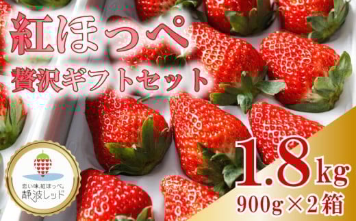 【令和8年1月から発送】 紅ほっぺ 贅沢 ギフト セット 900ｇ × 2箱 果物 いちご イチゴ 苺 フルーツ くだもの スイーツ デザート ストロベリー おやつ 完熟 直送 ギフト 家庭用 贈答用 贈答 ギフト 贈り物 甘い ブランド ジャム スムージー アレンジ フルーツサンド フルーツ大福 いちご大福 健康 ビタミン 農家直送 朝採れ ベリー 国産 イチゴイチエ石神農園 静岡県 牧之原市