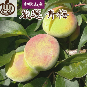 ＜6月発送＞厳選  紀州南高梅(青梅)5kg+150g（傷み補償分）◆【朝摘み・とれたて直送便】【梅干し・梅酒・梅ジュース】【和歌山産】※2025年6月上旬～6月下旬頃に順次発送予定　※北海道・沖縄・離島への配送不可