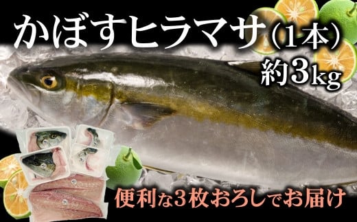 【期間限定】爽やかな味わい！「うすき産かぼすヒラマサ」約3kg（1本）