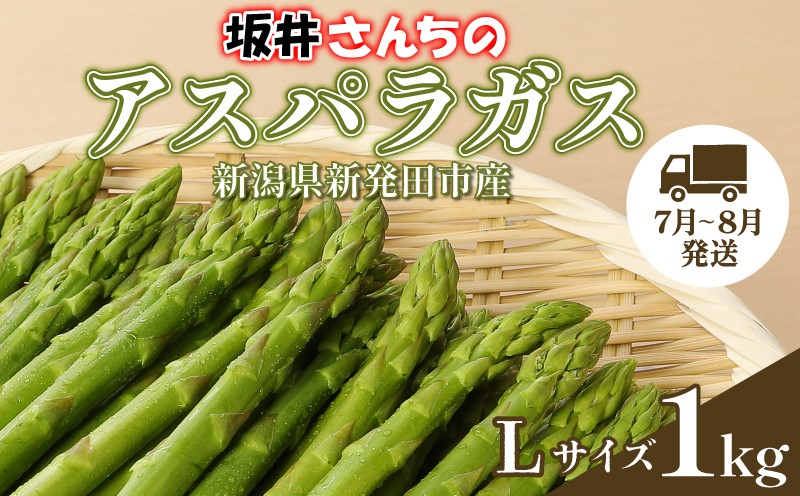 
                  【先行予約】 アスパラガス Lサイズ 1kg アスパラ 太い 新潟 新発田 朝採り 新鮮 野菜 アスパラガス 夏野菜 特産品 旬 肉 巻き 朝採れ 産地直送 農家 新潟県 新発田市 坂井ファームフーズ sakai001
                