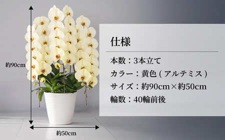 胡蝶蘭 黄色 3本立て | 胡蝶蘭 胡蝶蘭 胡蝶蘭 胡蝶蘭 胡蝶蘭 国分寺洋蘭園 埼玉県 北本市