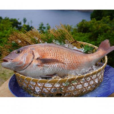 ふるさと納税 海陽町 《約250g以上》タイ (柵) 刺身用　小分けタイプ　冷凍でお届けします! |  | 02