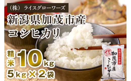 【令和7年産】新潟県加茂市産コシヒカリ 精米10kg（5kg×2）《順次出荷 》 新潟県産コシヒカリ 新潟産コシヒカリ 新潟コシヒカリ 新潟県産こしひかり 新潟産こしひかり 新潟こしひかり コシヒカリ こしひかり お米 白米 米  （株）ライスグローワーズ