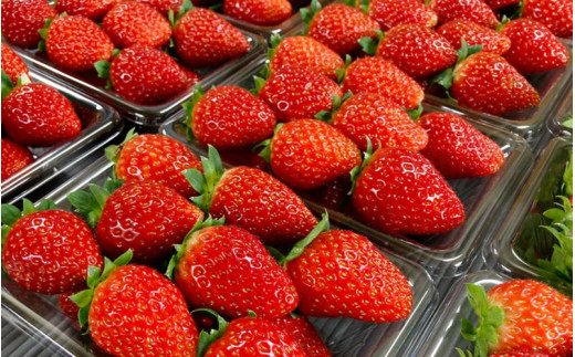 【先行予約】特大まりひめ いちご 朝摘 6個～11個入り×2パック  2026年1月中旬～2026年3月末頃に順次発送予定（お届け日指定不可）/ いちご 苺 まりひめ 和歌山 フルーツ  果物 くだも