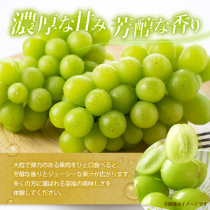 ぶどう シャインマスカット 種なし 計約1kg 2房 ぶどう