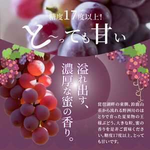 もりやまこばまぶどう1kg ２房　モリヤマブドウ もりやまぶどう 竜宝 紅伊豆 ブラックオリンピア クイーンニーナ フルーツ 糖度17度以上 とっても甘い 竜宝 紅伊豆 ブラックオリンピア クイーンニ