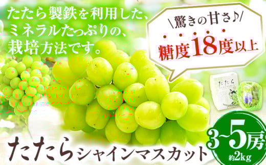 マスカット シャインマスカット 約2kg （3～5房） たたらみねらるシャインマスカット ギフト 糖度18度以上 フルーツ 種無し ぶどう 《2025年8月下旬-10月下旬頃出荷》 Y&G．ディストリビューター 岡山県 笠岡市