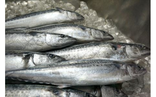 玄界灘でとれた極上の鰆を使用。
豊かな漁場から新鮮で活きの良い魚を仕入れております。